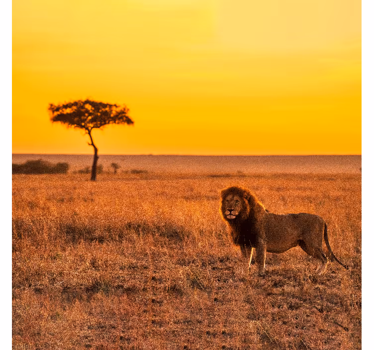 Fotomural africano árbol de sabana al atardecer - TenVinilo