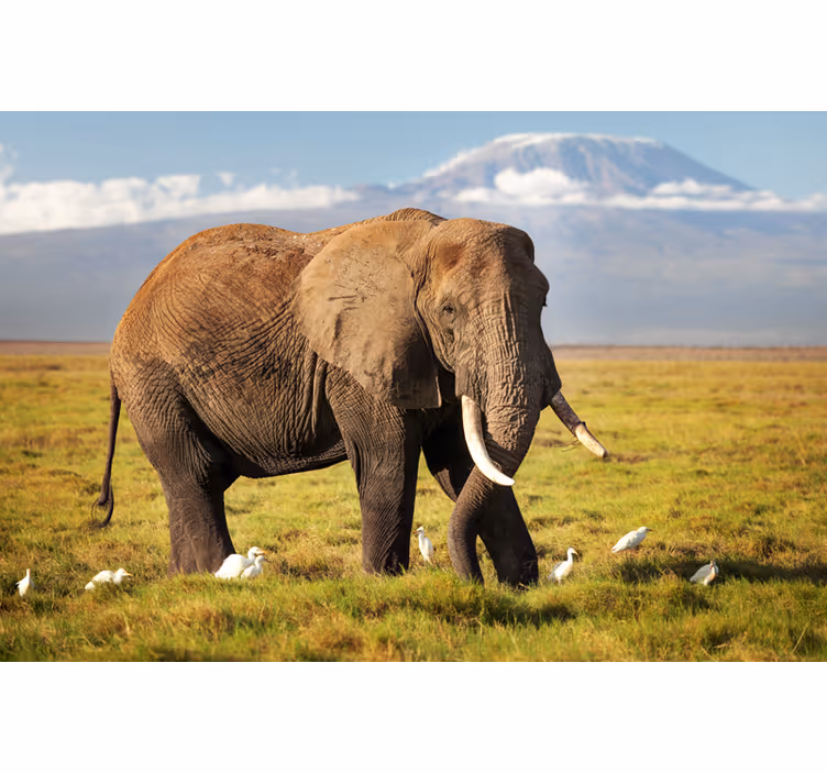 Fotomural africano elefante del kilimanjaro - TenVinilo