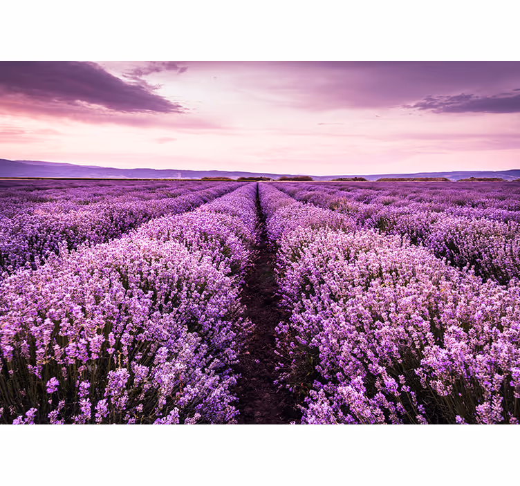 Fotomural de flores de campo de lavanda rosa - TenVinilo