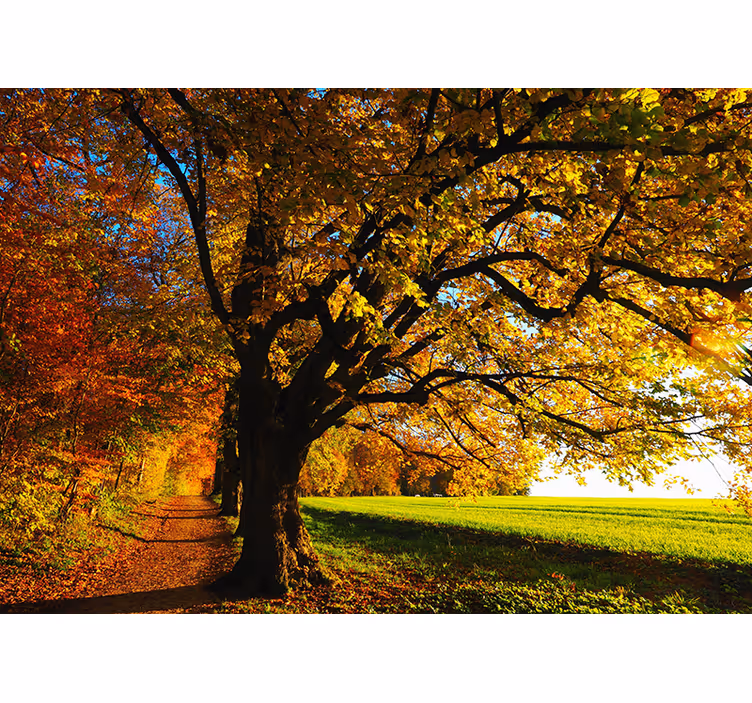 Fotomural de paisaje bosque otoño para salón - TenVinilo