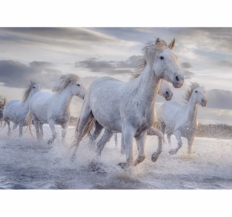 Fotomural animales caballos blancos corredores - TenVinilo