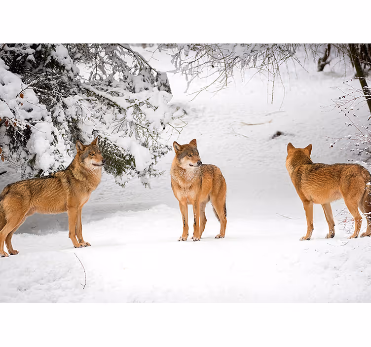 Fotomural animal lobos en las montañas - TenVinilo