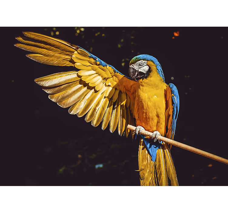 Fotomural animales espectacular exhibición de loros - TenVinilo