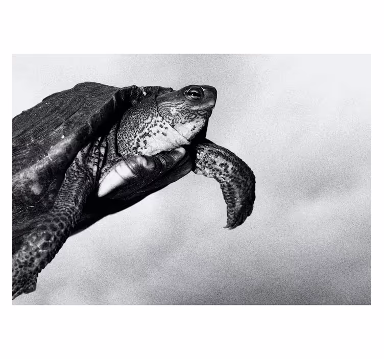 Fotomural animal tortuga nadando - TenVinilo