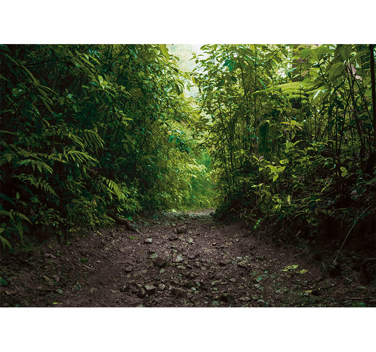 Fotomural naturaleza sendero verde vibrante - TenVinilo