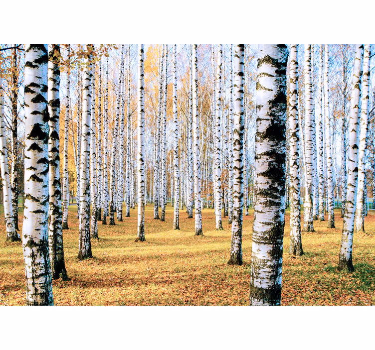 Papel pintado bosque paisaje de abetos - TenVinilo
