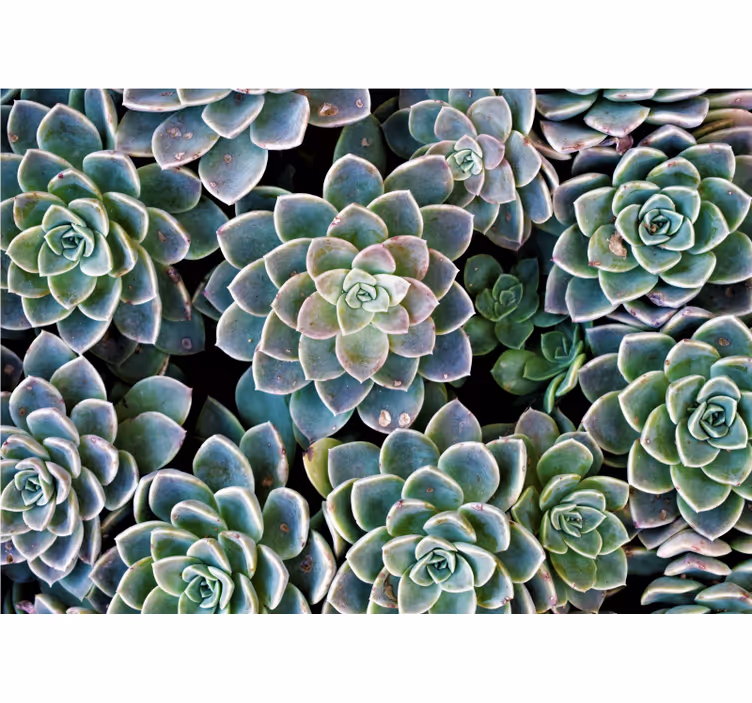 Fotomural naturaleza colección de plantas suculentas - TenVinilo