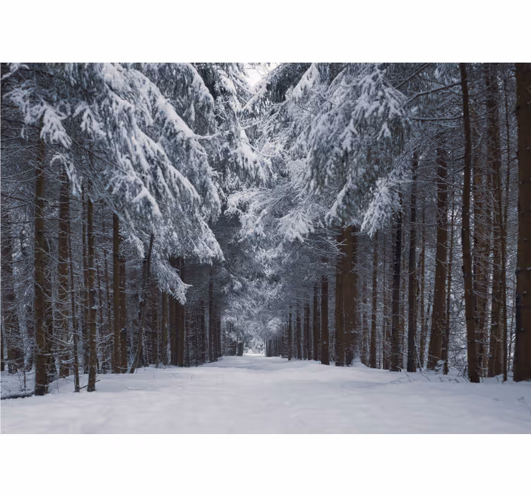 Fotomural bosque sendero de pinos nevados - TenVinilo