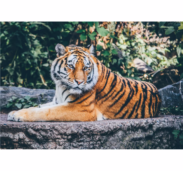 Fotomural animales majestuosa mirada de tigre - TenVinilo