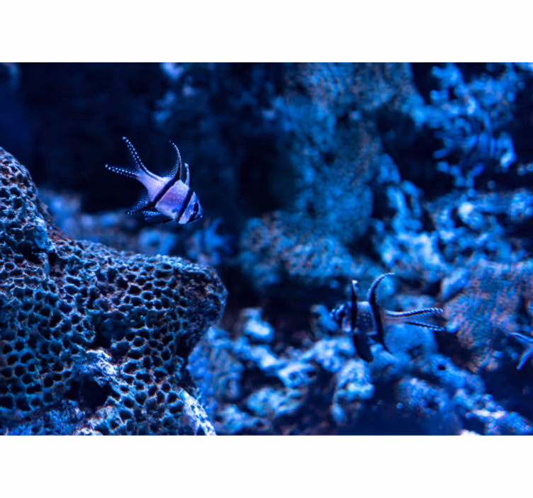 Fotomural animales peces de arrecife de coral - TenVinilo