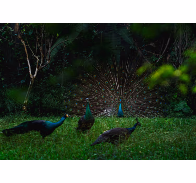 Fotomural animales pavo real mostrando plumas - TenVinilo
