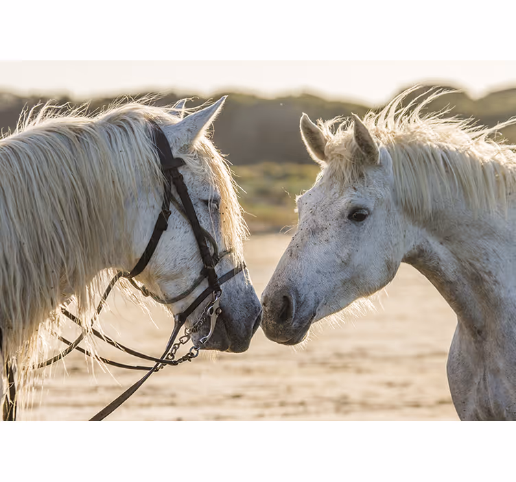 Fotomural animales afecto tierno de caballo - TenVinilo
