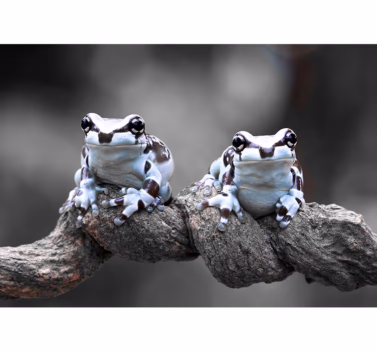 Fotomural animales pareja de ranas arbóreas - TenVinilo