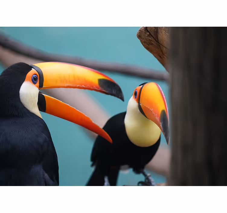 Fotomural animales pareja de tucanes - TenVinilo