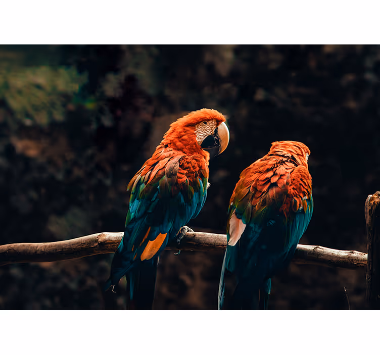 Fotomural animales loros coloridos juntos - TenVinilo