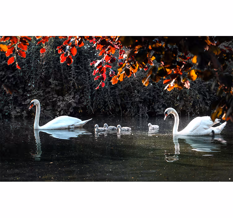 Fotomural animales familia de cisnes elegantes - TenVinilo