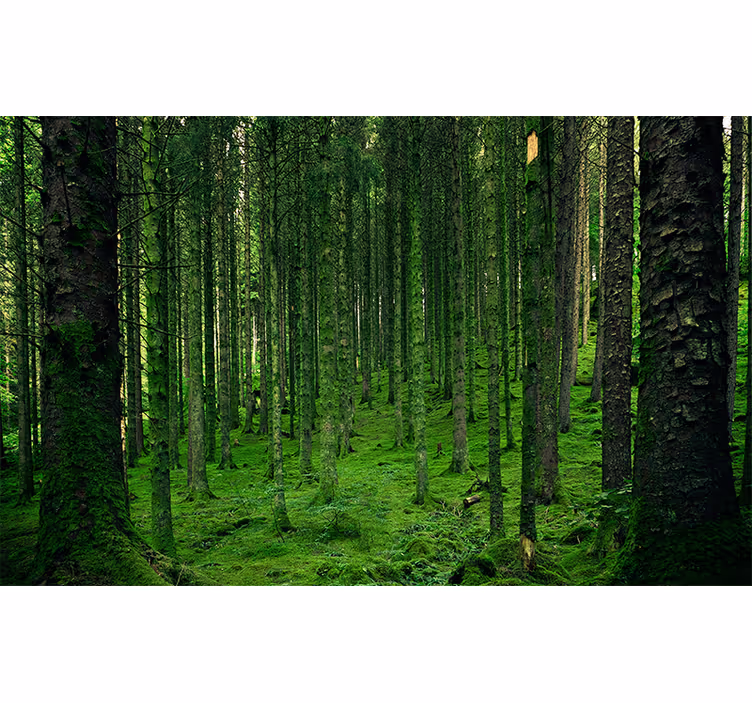 Fotomural bosque bosque verde - TenVinilo