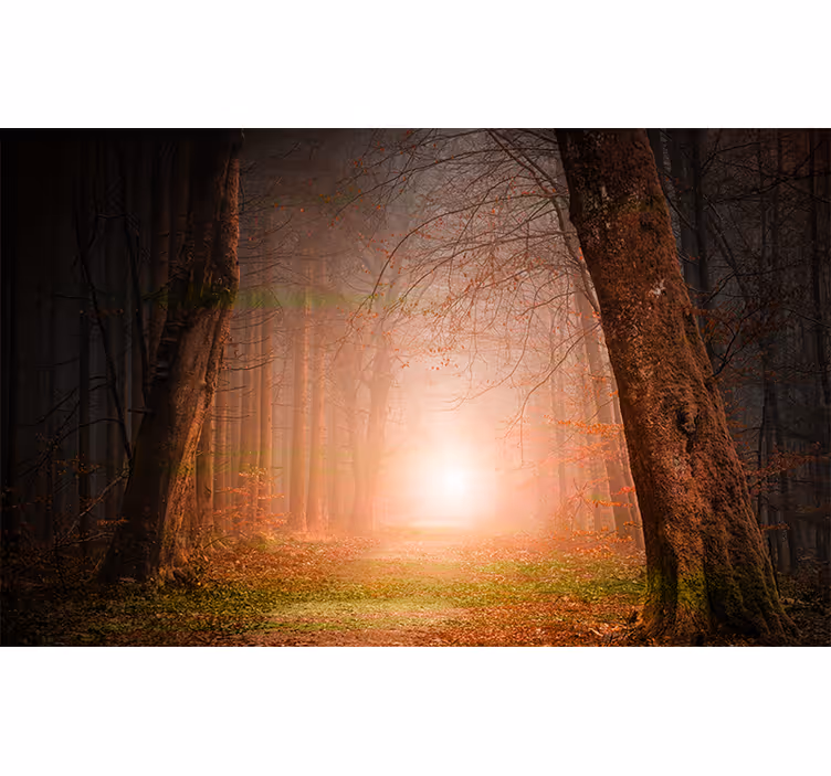 Fotomural bosque misterioso sendero forestal - TenVinilo