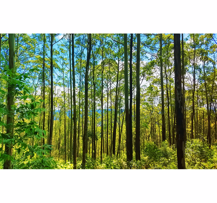 Papel pintado paisaje abedules bosque polaco - TenVinilo
