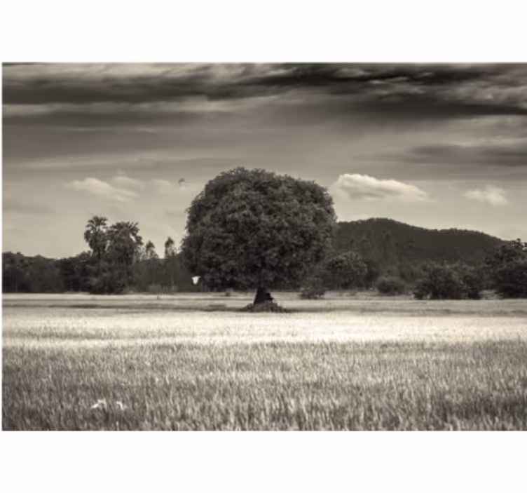 Fotomural árboles paisaje de árbol solitario - TenVinilo