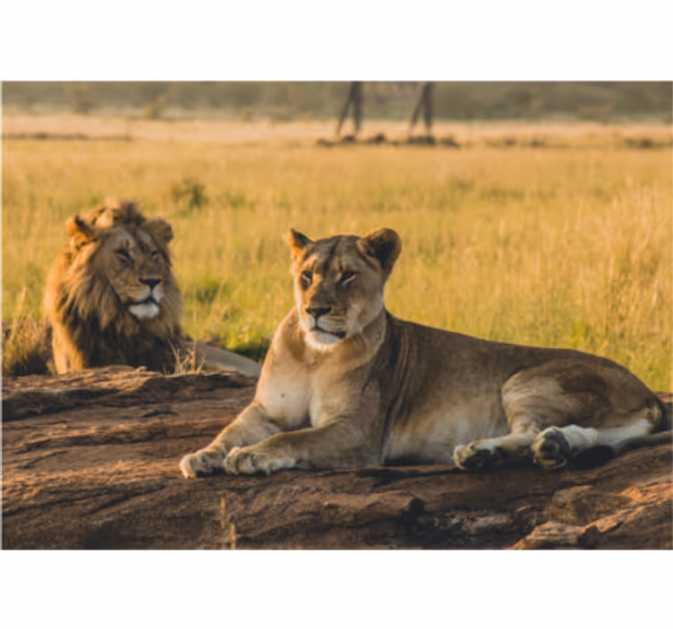 Fotomural león pareja de leones majestuosos - TenVinilo