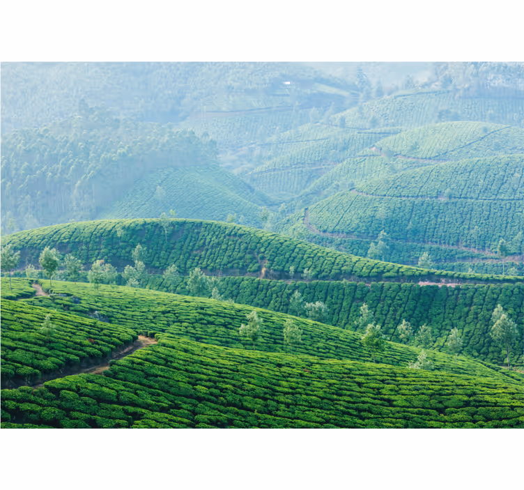 Papel pintado paisaje colinas de plantación de té - TenVinilo