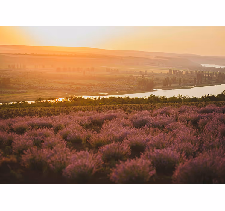 Mural de pared flores paisaje de lavanda al atardecer - TenVinilo