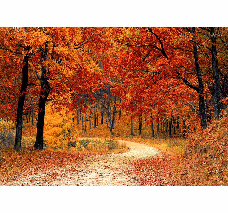 Fotomural naturaleza sendero del bosque de otoño - TenVinilo