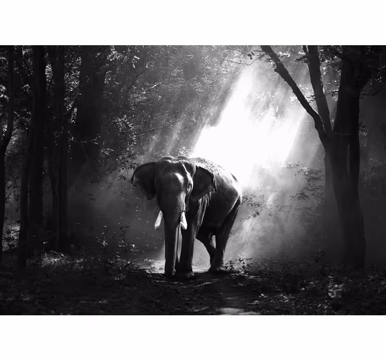 Fotomural animales majestuoso encuentro con elefantes - TenVinilo