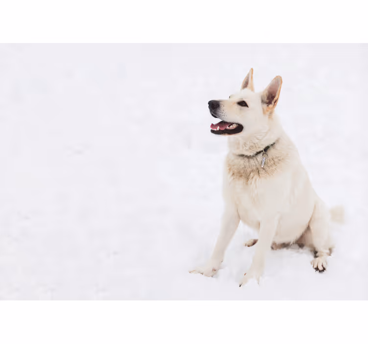 Fotomural animales perro blanco feliz - TenVinilo