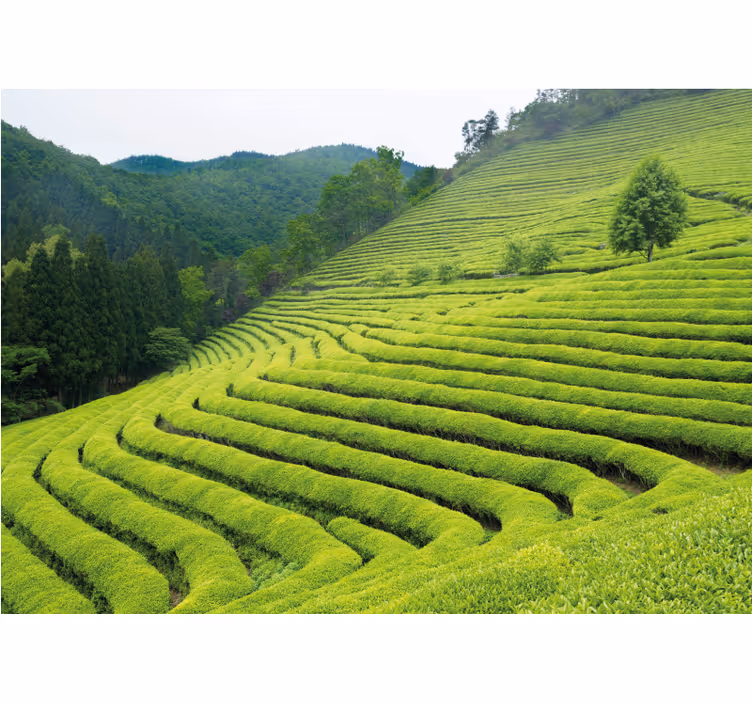 Fotomural naturaleza paisaje de plantación de té - TenVinilo