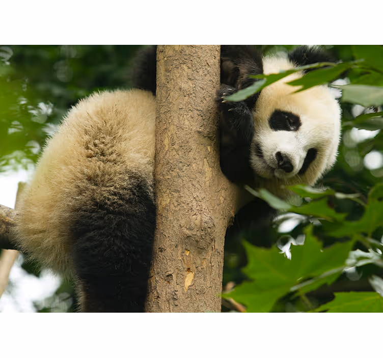 Fotomural animales panda trepando un árbol - TenVinilo