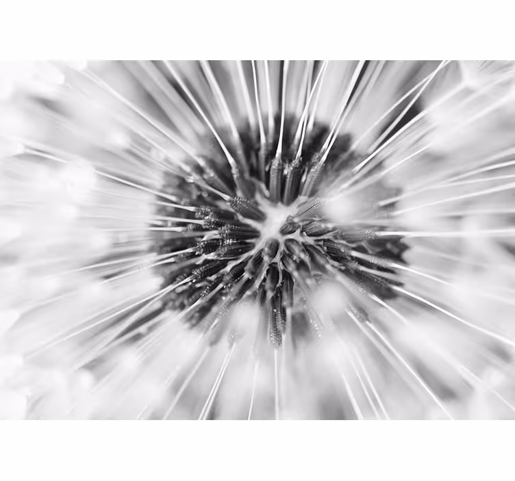 Fotomural diente de león explosión de semillas - TenVinilo