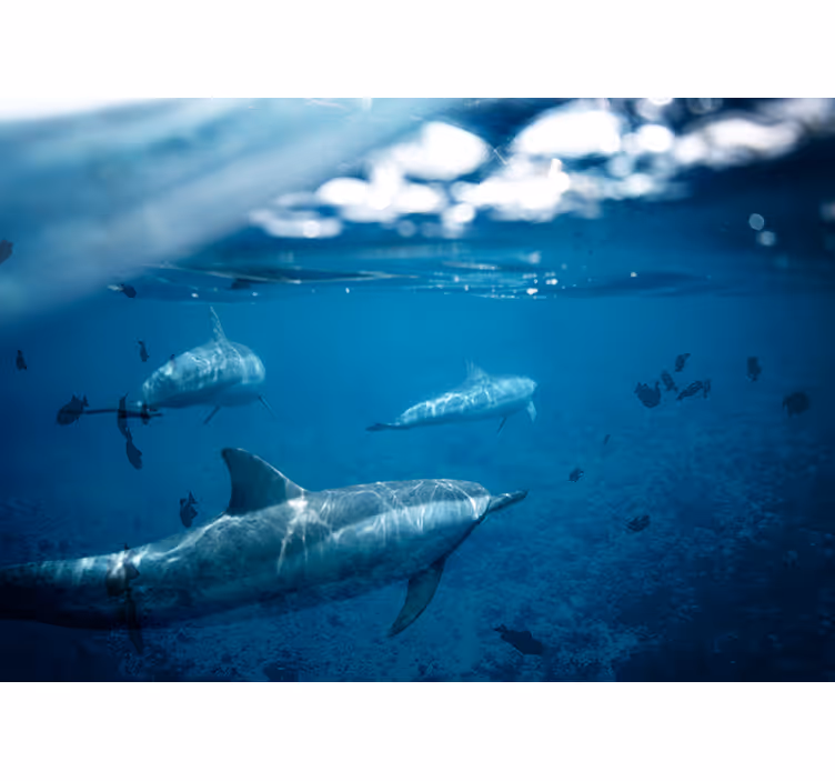 Fotomural mar encuentro submarino con delfines - TenVinilo