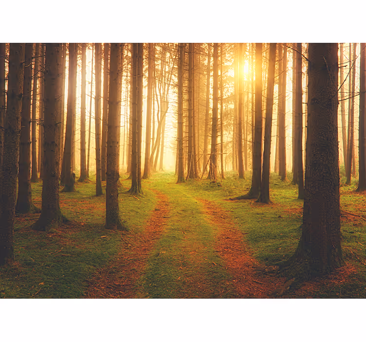 Fotomural naturaleza Madera al atardecer - TenVinilo
