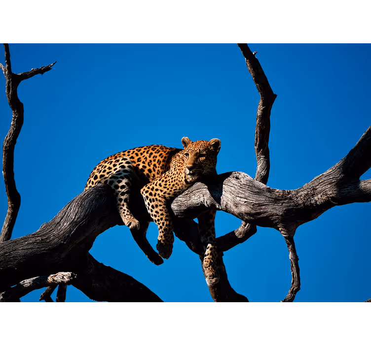 Fotomural animales leopardo en la rama - TenVinilo