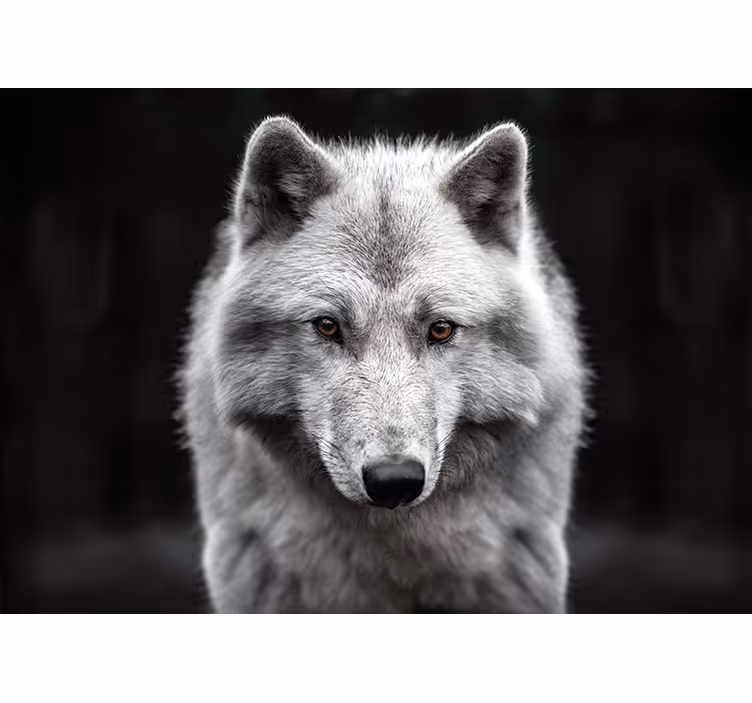 Fotomural animales majestuoso retrato de lobo - TenVinilo