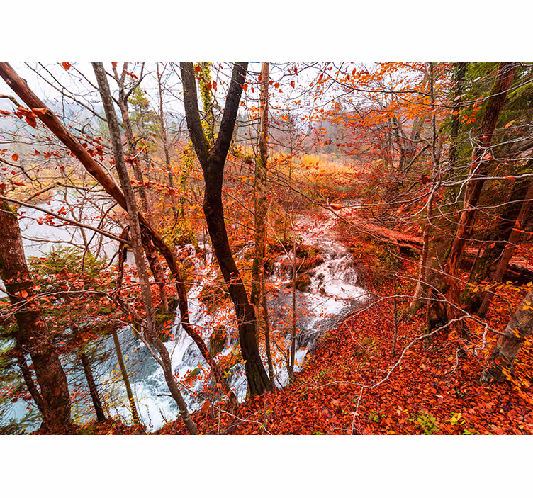 Fotomural naturaleza escena de bosque otoñal - TenVinilo