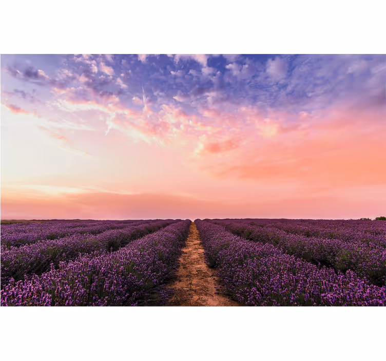 Mural de pared flores puesta de sol en el campo de lavanda - TenVinilo