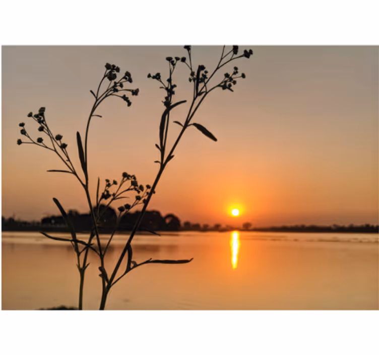 Fotomural naturaleza silueta de flores al atardecer - TenVinilo