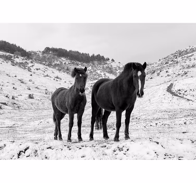 Fotomural animales caballos negros majestuosos - TenVinilo