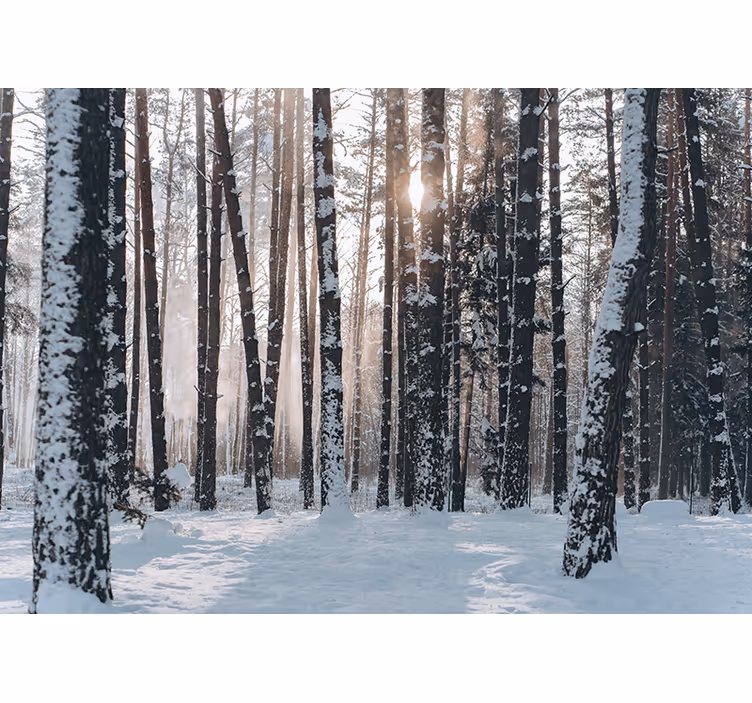Fotomural bosque bosques de pinos invernales - TenVinilo