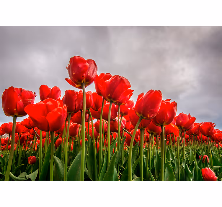 Fotomural de amapolas campo de tulipanes rojos - TenVinilo
