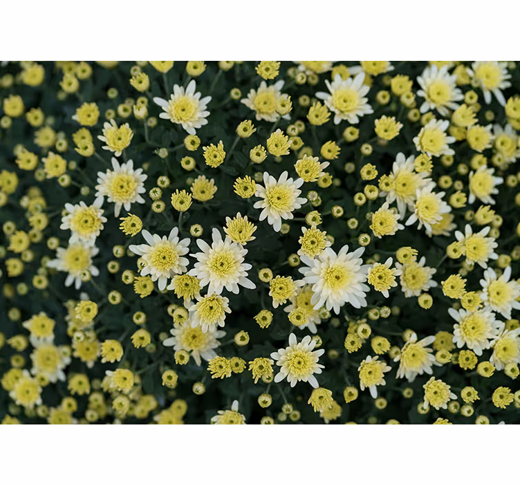Mural de pared flores flores amarillas en flor - TenVinilo