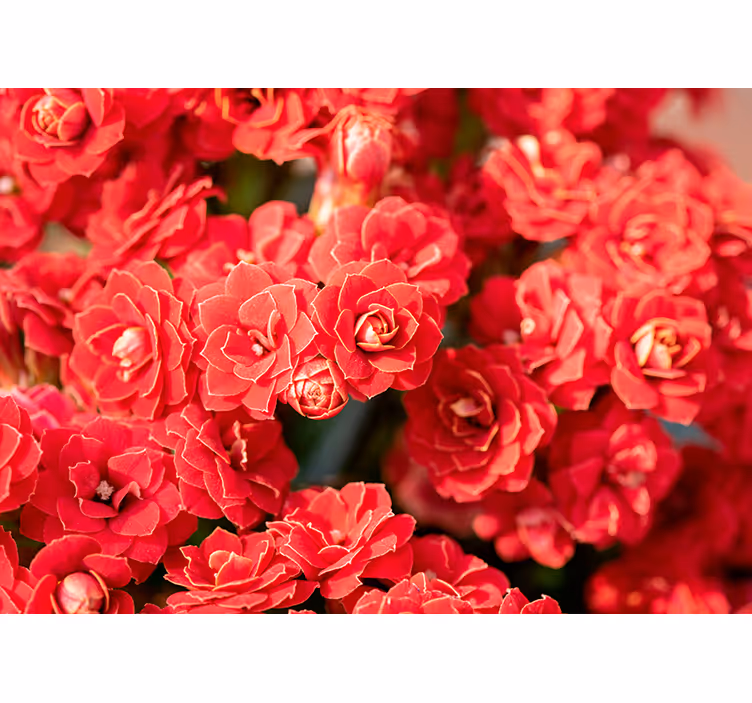 Mural de pared flores flor roja en flor - TenVinilo
