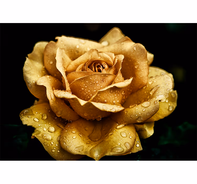 Fotomural de amapolas elegante flor cubierta de rocío - TenVinilo