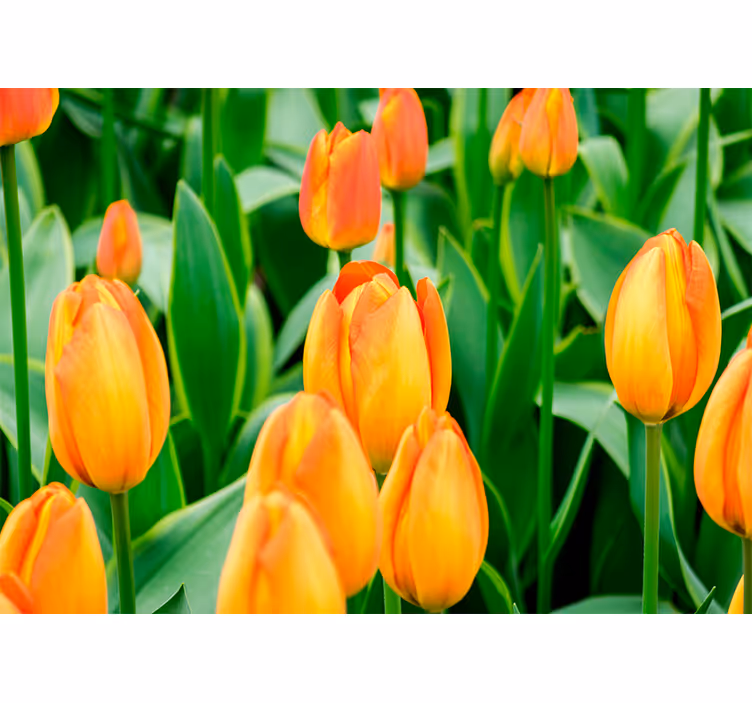 Fotomural tulipanes flores de tulipanes en abundancia - TenVinilo