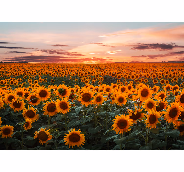 Mural de pared flores prado de girasoles al atardecer - TenVinilo