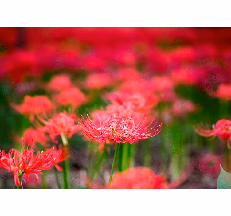 Fotomural de amapolas flores carmesí vivas - TenVinilo