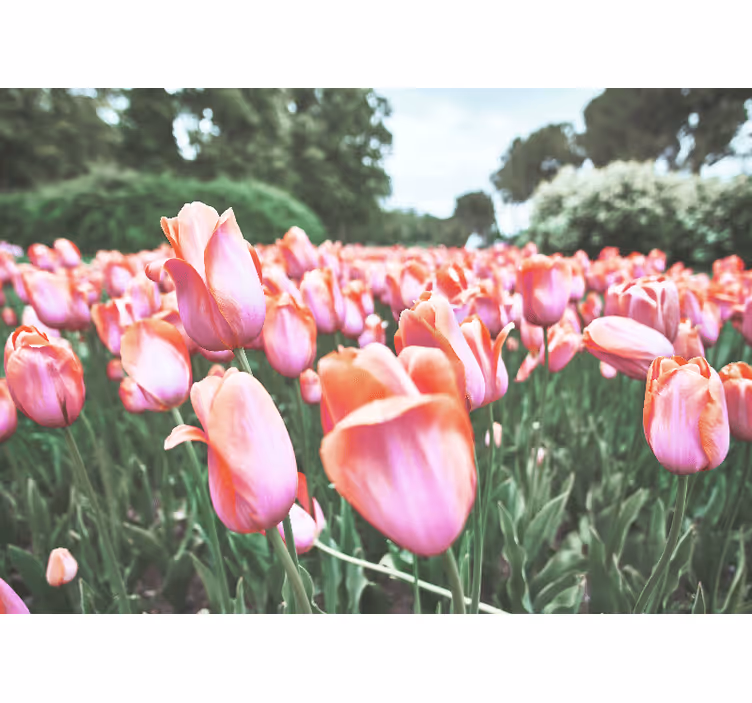 Fotomural de amapolas campo de tulipanes en flor - TenVinilo